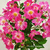 Chatillon Rose rose photo