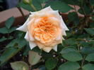 October Moon rose photo