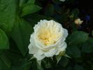 Kronprinsesse Mary rose photo
