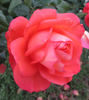 Typhoo Tea rose photo