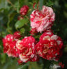Twist ™ rose photo