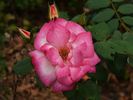 Arabella rose photo