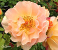 Xian Zhang rose photo