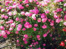 Ellen Poulsen rose photo
