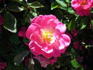 Ellen Poulsen rose photo