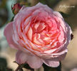 Amaretto ® rose photo