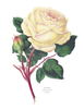 Souvenir d'Elise Vardon rose photo