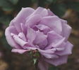 Madame Violet rose photo
