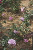 Madame Violet rose photo