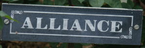 Alliance rose photo