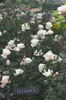 Alliance rose photo
