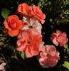 Bordure Abricot rose photo