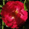 Bordure Magenta ® rose photo