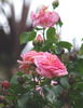 Angel Face, Cl. rose photo