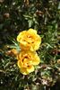 Tigris rose photo