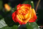 Alison rose photo