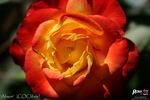 Alison rose photo