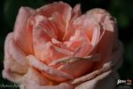 Antico Amore rose photo