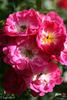 Degenhard rose photo