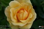 Hotel California rose photo