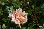 Désiré Bergera rose photo