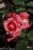 Dolce Vita ® rose photo