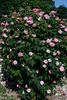 Eulalia Lebrun rose photo