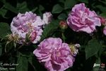 Eulalia Lebrun rose photo