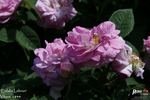 Eulalia Lebrun rose photo