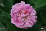 Eulalia Lebrun rose photo