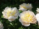 Crystal Palace ® rose photo