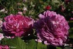 Fleurs de Pelletier rose photo