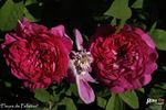 Fleurs de Pelletier rose photo