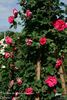 Floralies de Valenciennoise rose photo