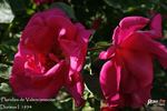 Floralies de Valenciennoise rose photo