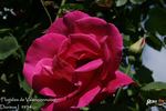 Floralies de Valenciennoise rose photo