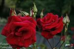 Fontaine rose photo