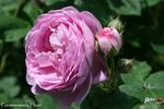 Forstmeisters Heim rose photo