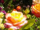 Alinka rose photo