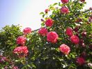 Antike 89 ™ rose photo