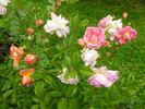 Joanne de Féligonde rose photo