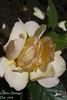 Golden Sástago rose photo