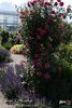 Gloriana rose photo