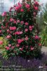 Gloriana rose photo