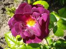 Forever Royal rose photo