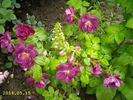 Forever Royal rose photo