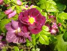 Forever Royal rose photo