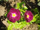 Forever Royal rose photo