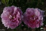 Gil Blas rose photo