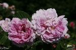 Gil Blas rose photo
